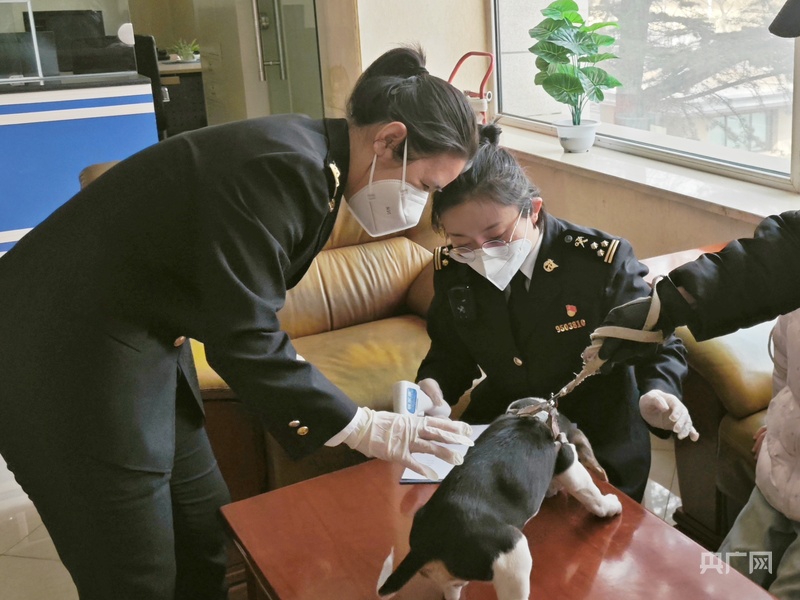 甘肃：海关新业务试点“萌宠出境”更便捷