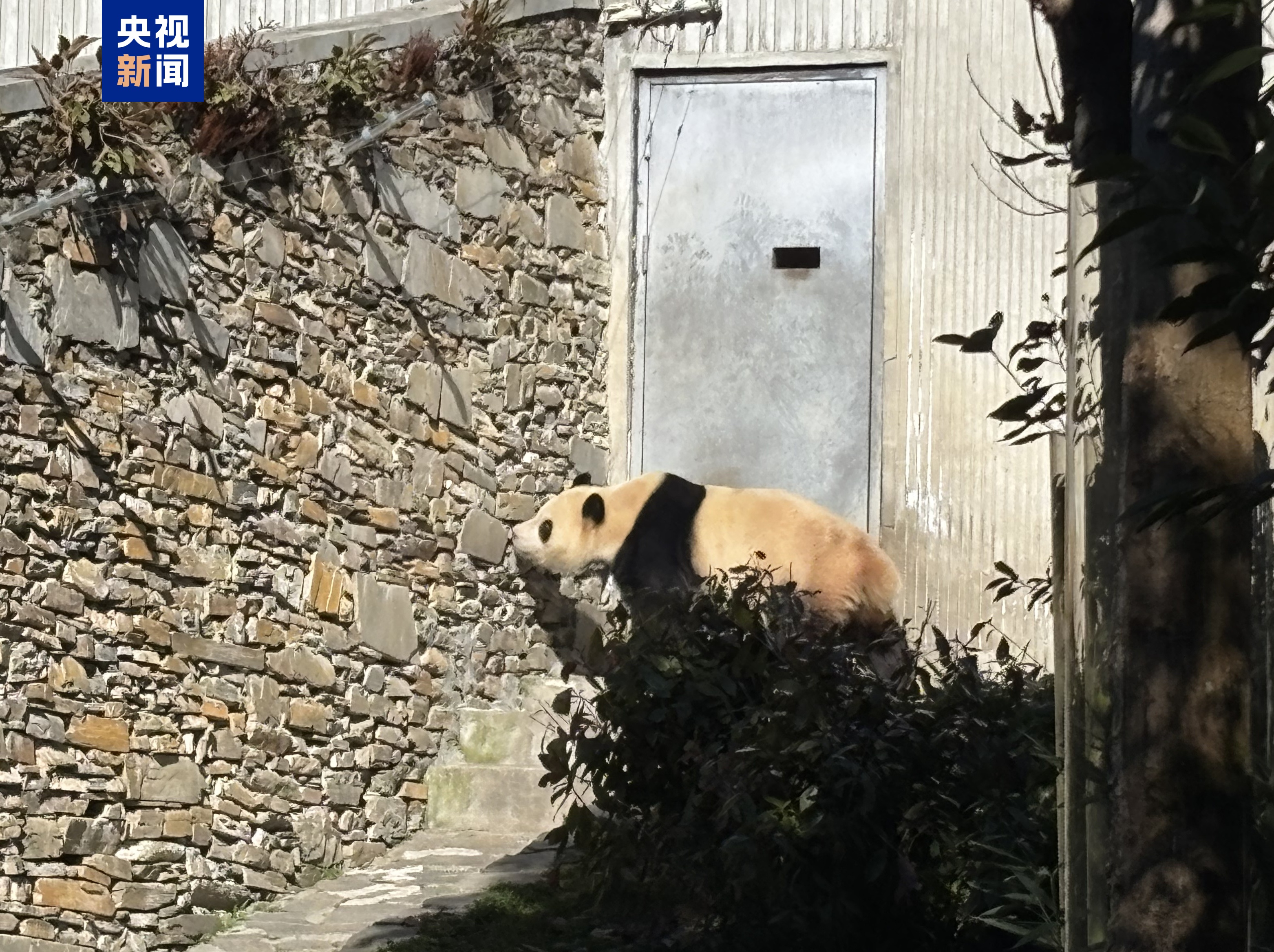 静养百天！大熊猫“福宝”今日与公众再度见面(图1)