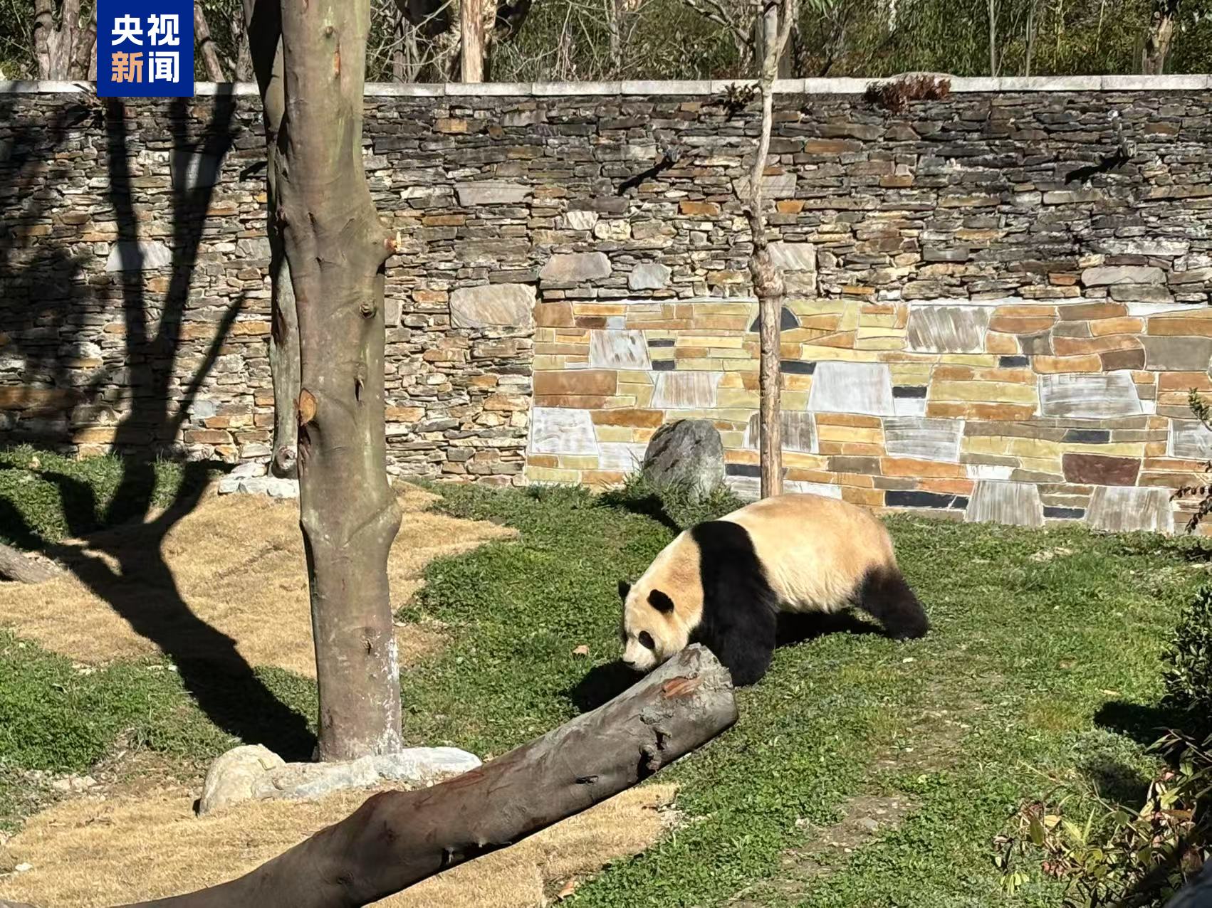 静养百天！大熊猫“福宝”今日与公众再度见面(图2)