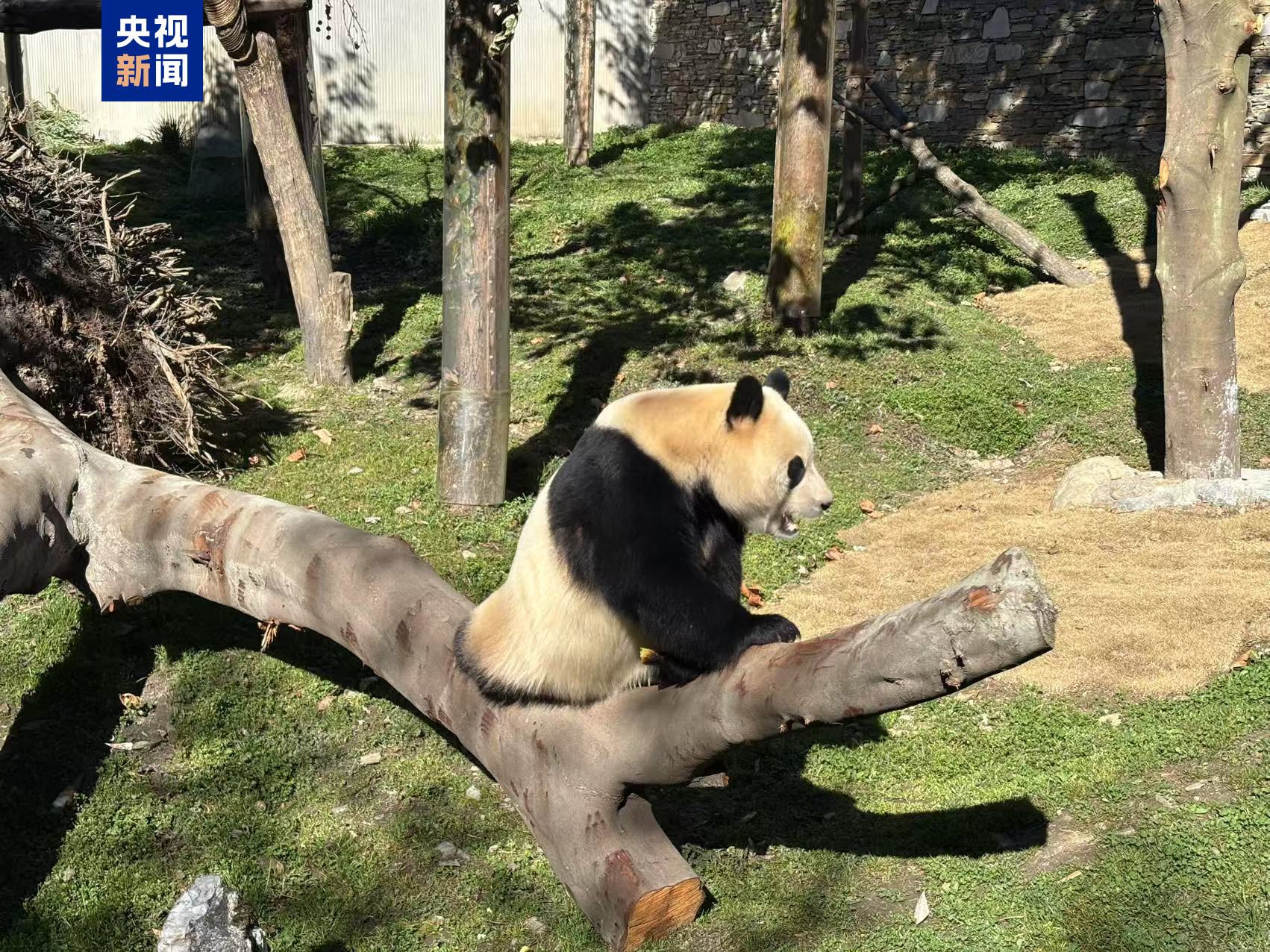 静养百天！大熊猫“福宝”今日与公众再度见面(图4)