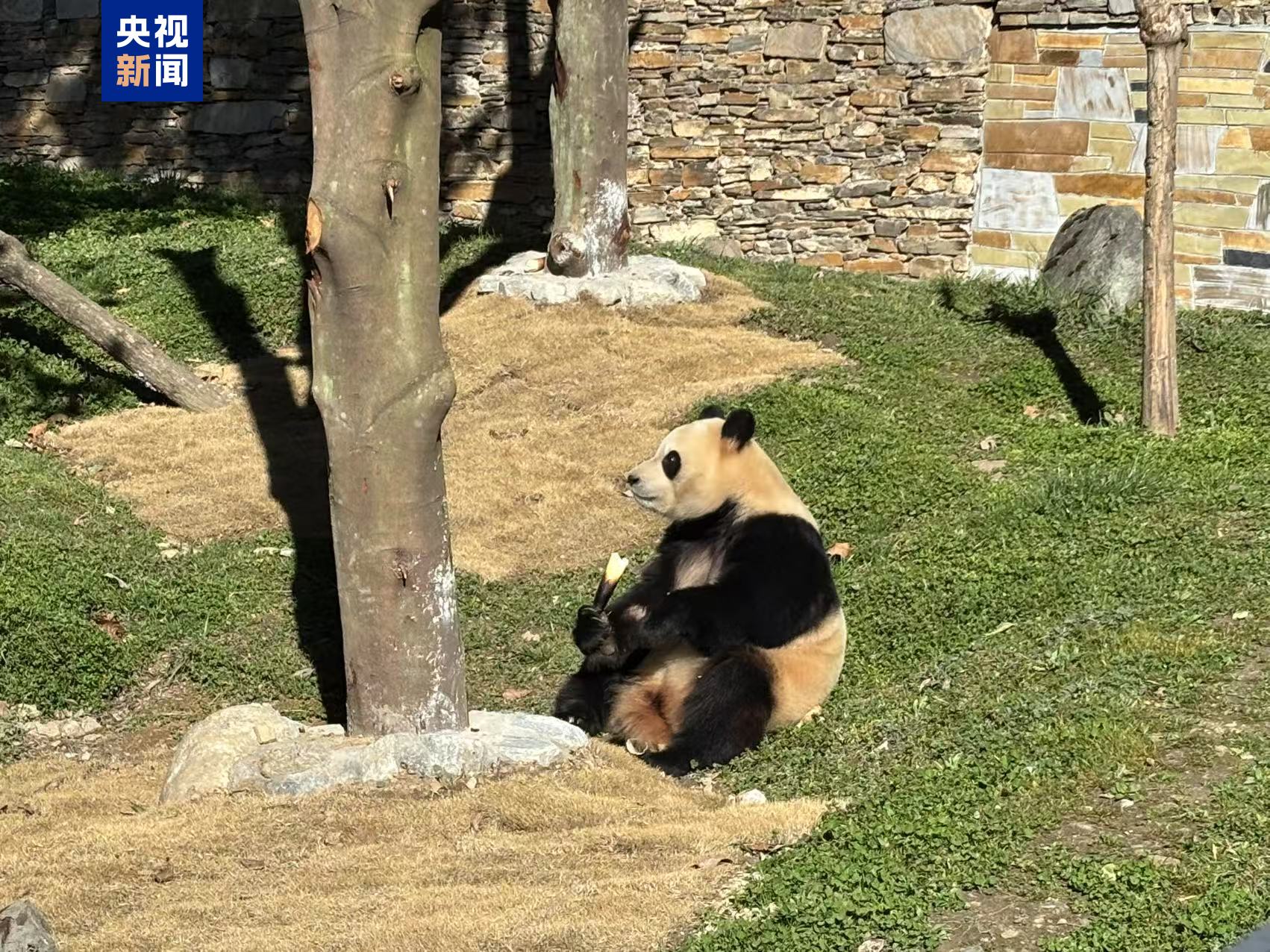 静养百天！大熊猫“福宝”今日与公众再度见面(图3)