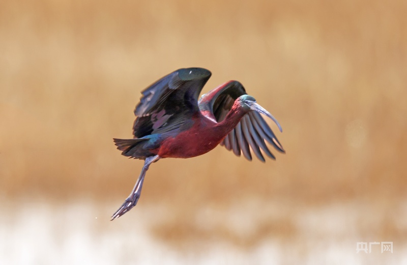 “鸟中大熊猫”彩鹮又现甘肃高台(图1)