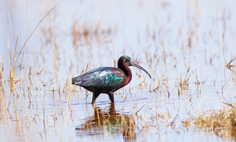 “鸟中大熊猫”彩鹮又现甘肃高台(图3)