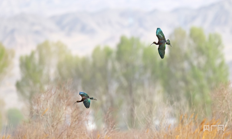 “鸟中大熊猫”彩鹮又现甘肃高台(图2)