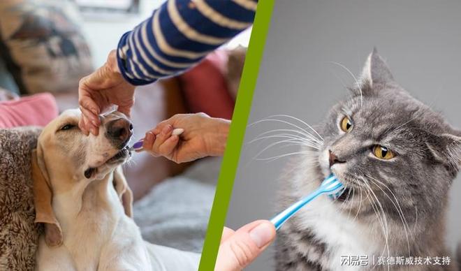 宠物口腔护理品中国合规检测攻略—宠物护理产品必备