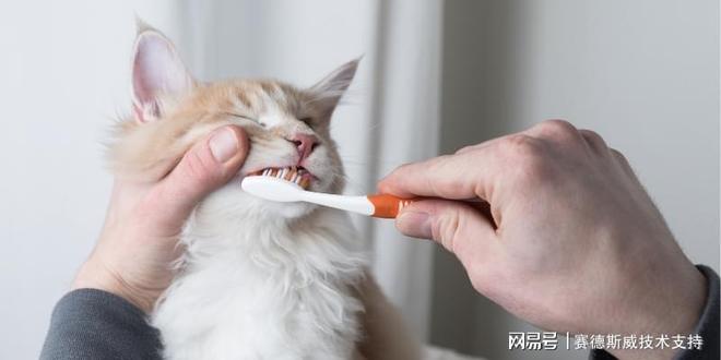 宠物口腔护理品中国合规检测攻略—宠物护理产品必备(图4)