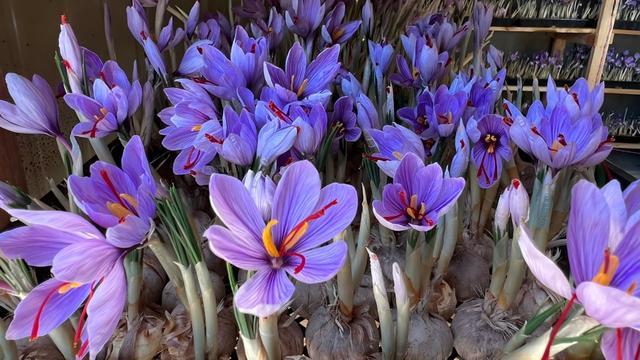 上海市农科院：跳出农业“融合”出新为“美好生活”保驾护航(图3)