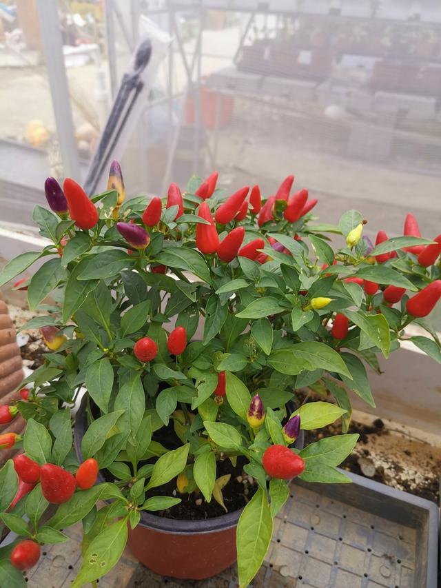 上海市农科院：跳出农业“融合”出新为“美好生活”保驾护航(图4)