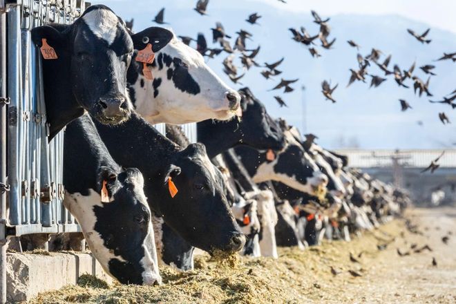 监测动物健康能阻止下一场大流行吗？