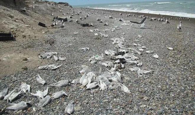 监测动物健康能阻止下一场大流行吗？(图2)