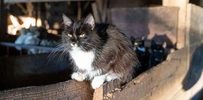 监测动物健康能阻止下一场大流行吗？(图3)